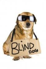 blind-dog.jpg